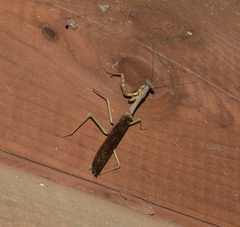 Stagmomantis