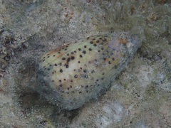 Conus pulicarius