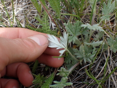 Potentilla hippiana
