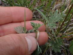 Potentilla hippiana