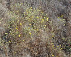 Deinandra paniculata