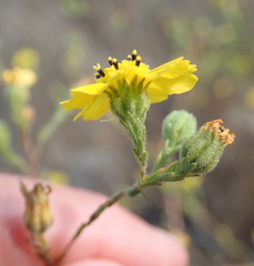 Deinandra paniculata