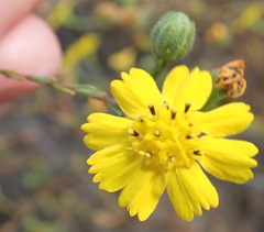 Deinandra paniculata