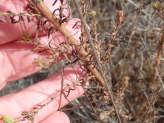 Deinandra paniculata