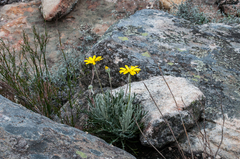 Euryops othonnoides