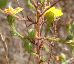 Deinandra paniculata