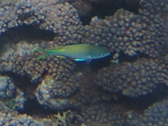 Chromis atripectoralis