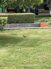 Streptopelia chinensis