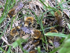 Colletes hederae