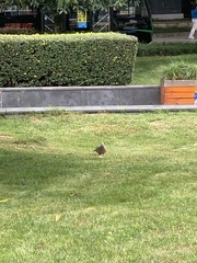 Streptopelia chinensis