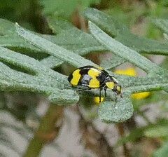 Illeis galbula