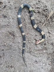 Naja sumatrana