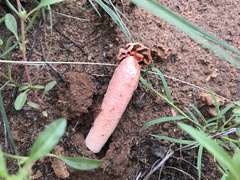 Lysurus periphragmoides