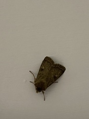 Diarsia rubi