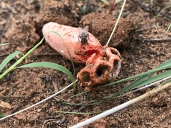 Lysurus periphragmoides