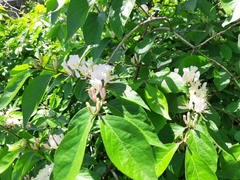 Lonicera maackii