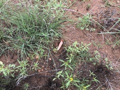 Lysurus periphragmoides