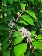 Lonicera maackii