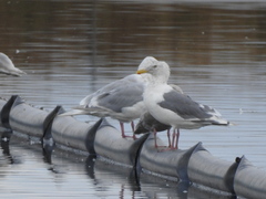 Larus schistisagus × hyperboreus