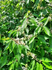 Lonicera maackii