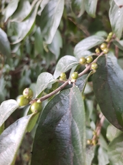 Lonicera maackii