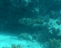 Epinephelus fuscoguttatus