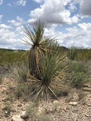 Yucca baccata brevifolia