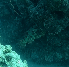 Epinephelus fuscoguttatus