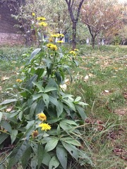 Inula japonica