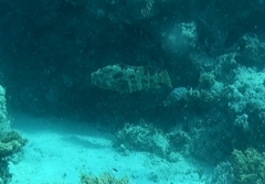 Epinephelus fuscoguttatus