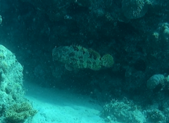 Epinephelus fuscoguttatus