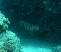 Epinephelus fuscoguttatus