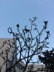 Magnolia × soulangeana