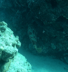 Epinephelus fuscoguttatus