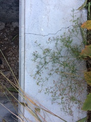 Cyclospermum leptophyllum