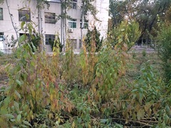 Helianthus tuberosus