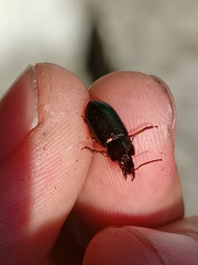 Harpalus affinis