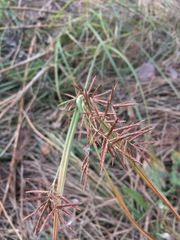 Cyperus rotundus