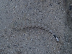 Parapercis millepunctata