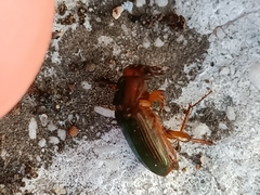 Harpalus affinis