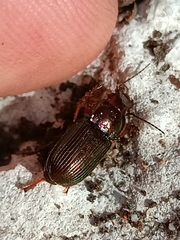 Harpalus affinis