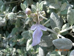 Teucrium fruticans