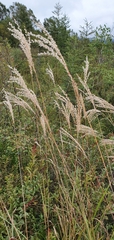 Miscanthus