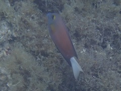 Ctenochaetus flavicauda