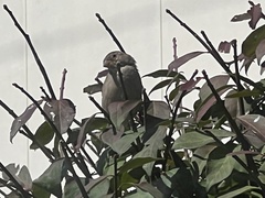 Passer domesticus
