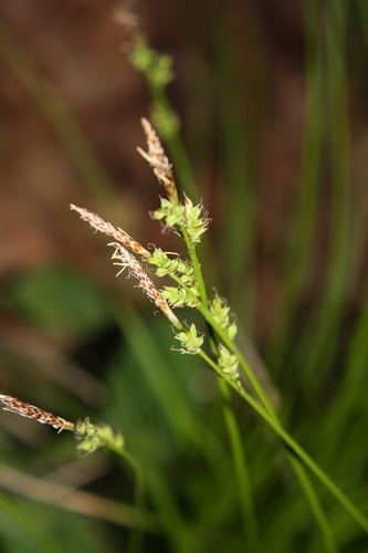 Carex communis L.H.Bailey