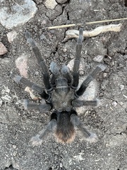 Aphonopelma eutylenum