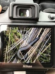 Lissolepis coventryi