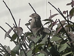 Passer domesticus