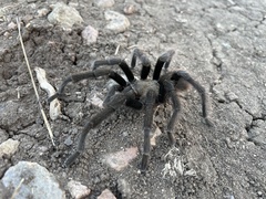 Aphonopelma eutylenum